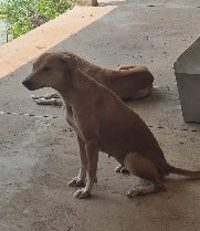 เจ้าแดง